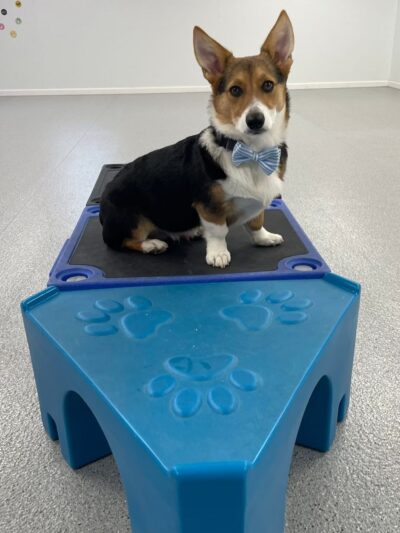 Playful Pups Retreat - Elizabethtown, PA