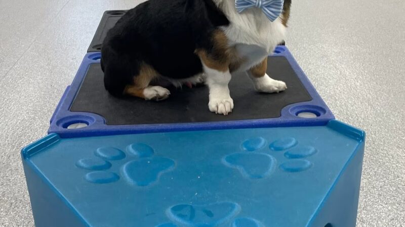 Playful Pups Retreat - Elizabethtown, PA