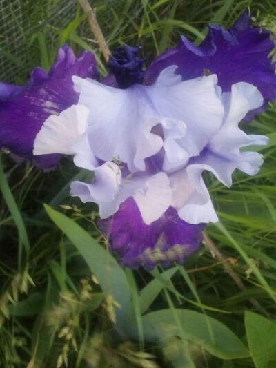 Muddy Creek State Wildlife Area - Elk Mound, WI