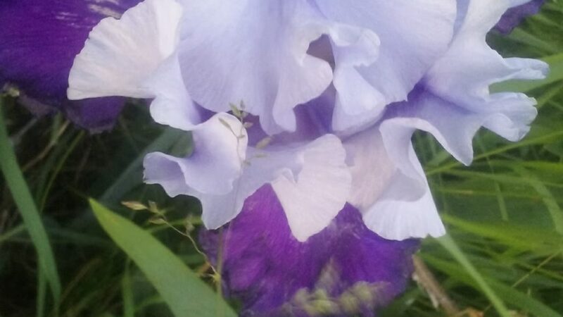 Muddy Creek State Wildlife Area - Elk Mound, WI