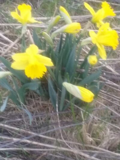 Muddy Creek State Wildlife Area - Elk Mound, WI