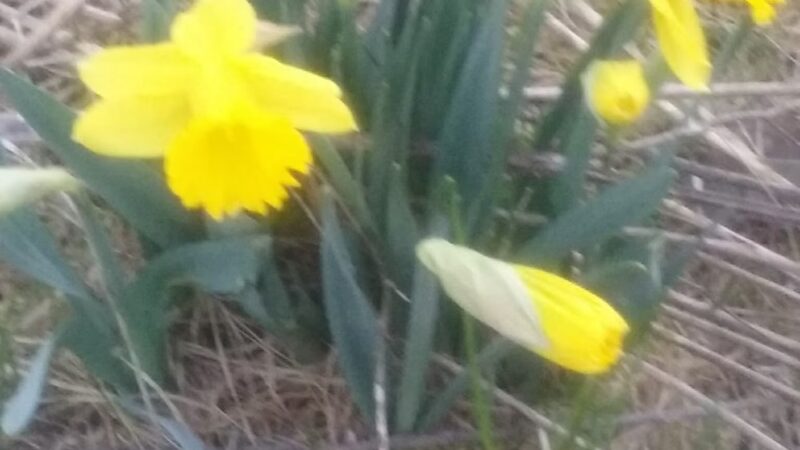 Muddy Creek State Wildlife Area - Elk Mound, WI