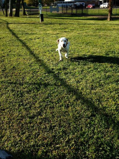 Lynnewood Gardens Dog Park - Elkins Park, PA