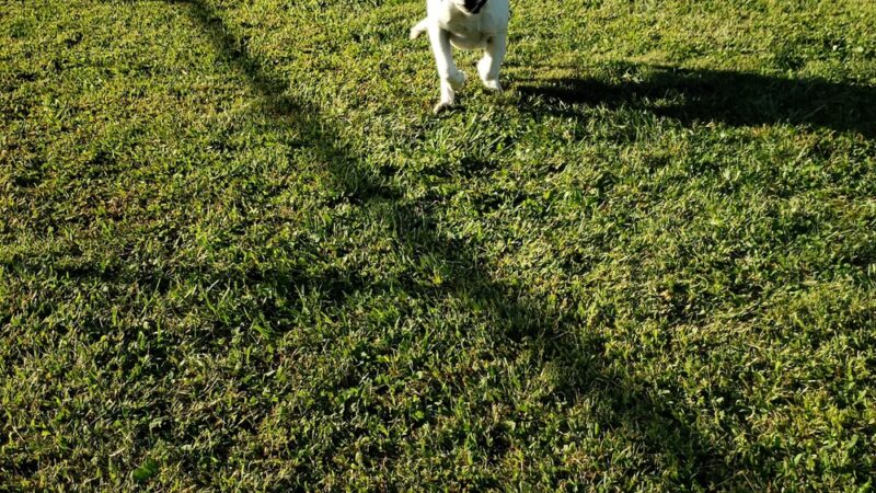 Lynnewood Gardens Dog Park - Elkins Park, PA