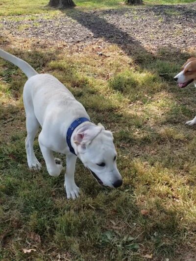 Lynnewood Gardens Dog Park - Elkins Park, PA