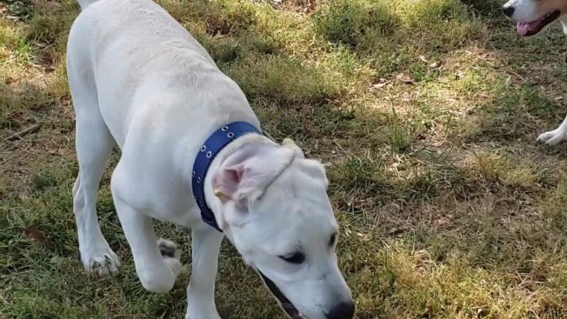 Lynnewood Gardens Dog Park - Elkins Park, PA