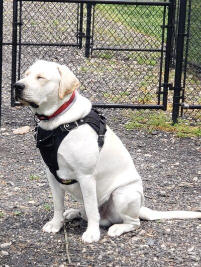 Lynnewood Gardens Dog Park - Elkins Park, PA