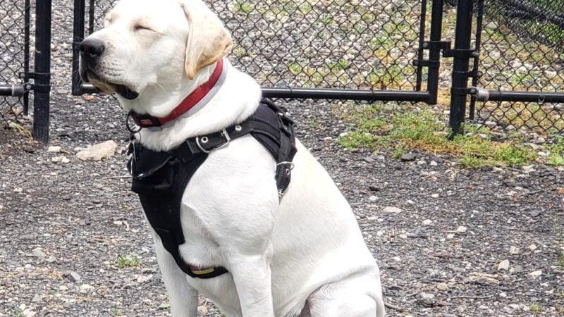 Lynnewood Gardens Dog Park - Elkins Park, PA