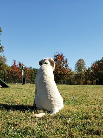 Lynnewood Gardens Dog Park - Elkins Park, PA