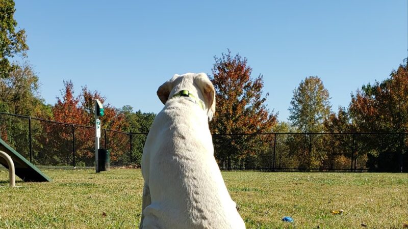 Lynnewood Gardens Dog Park - Elkins Park, PA