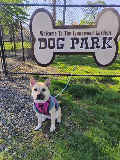 Lynnewood Gardens Dog Park - Elkins Park, PA