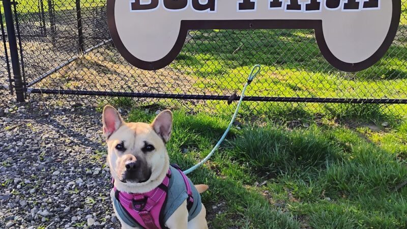 Lynnewood Gardens Dog Park - Elkins Park, PA