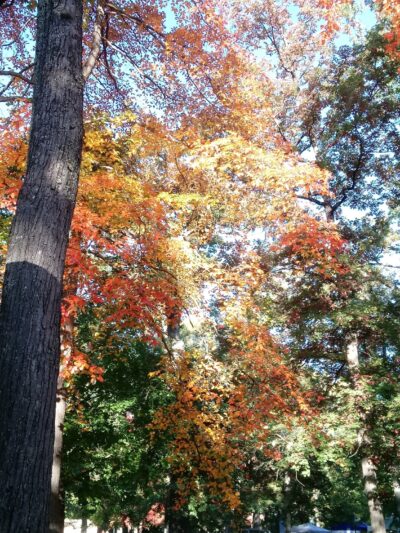 Elkins City Park - Elkins, WV