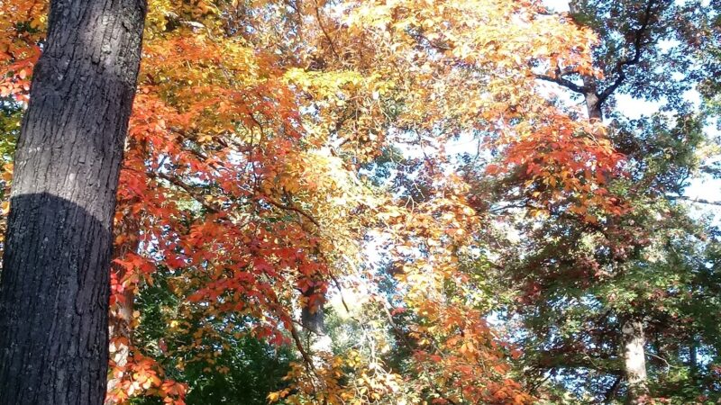 Elkins City Park - Elkins, WV