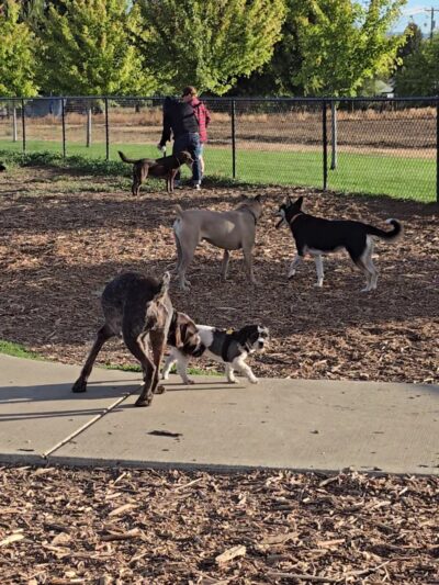 Rotary Off Leash Dog Area - Ellensburg, WA
