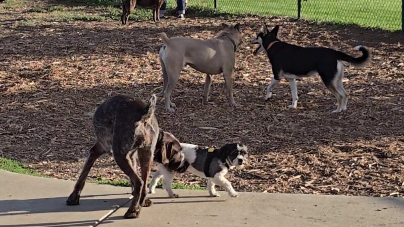Rotary Off Leash Dog Area - Ellensburg, WA