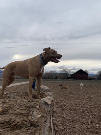 Rotary Off Leash Dog Area - Ellensburg, WA