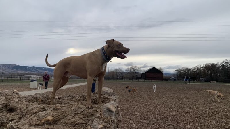 Rotary Off Leash Dog Area - Ellensburg, WA