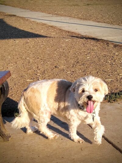 Rotary Off Leash Dog Area - Ellensburg, WA