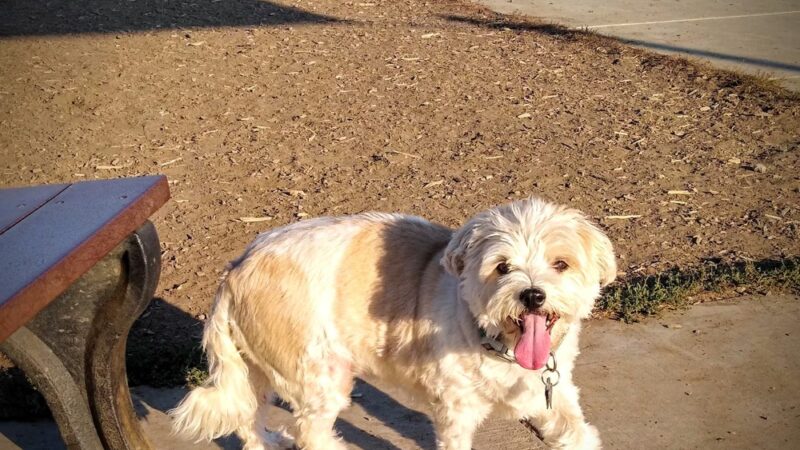 Rotary Off Leash Dog Area - Ellensburg, WA