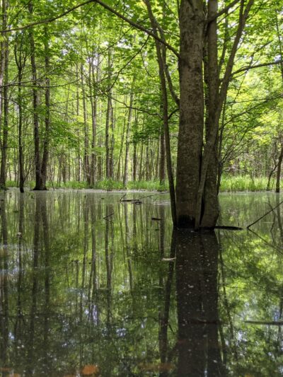 Beanblossom Bottoms Nature Preserve - Sycamore Land Trust - Ellettsville, IN
