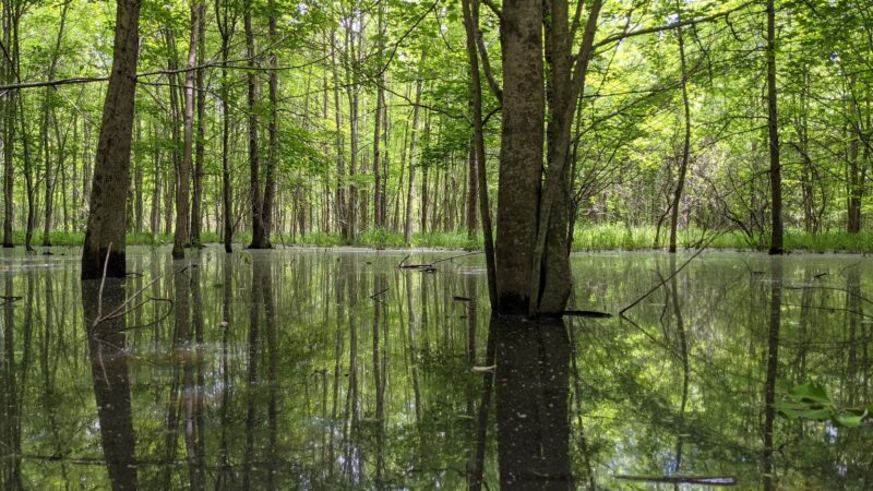 Beanblossom Bottoms Nature Preserve - Sycamore Land Trust - Ellettsville, IN
