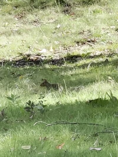 Nature Trail: Riverside Drive Trailhead - Ellwood City, PA
