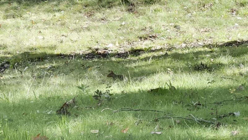 Nature Trail: Riverside Drive Trailhead - Ellwood City, PA