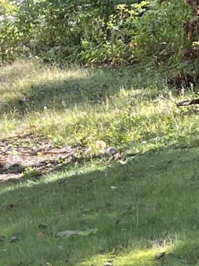 Nature Trail: Riverside Drive Trailhead - Ellwood City, PA