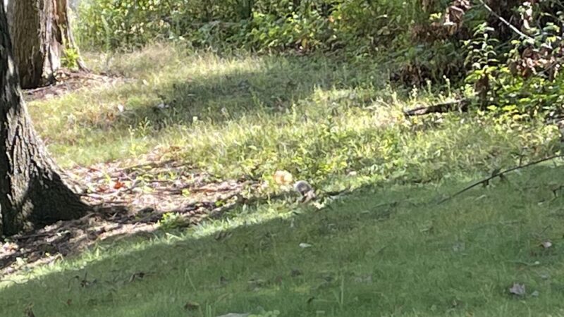 Nature Trail: Riverside Drive Trailhead - Ellwood City, PA