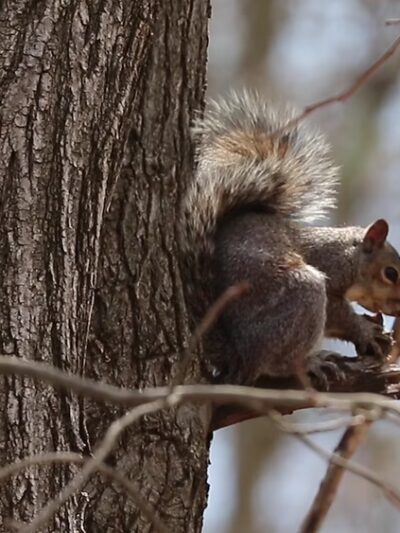Robert E. Rodgers Memorial Park - Ellwood City, PA