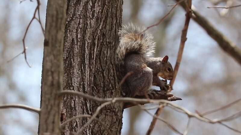 Robert E. Rodgers Memorial Park - Ellwood City, PA