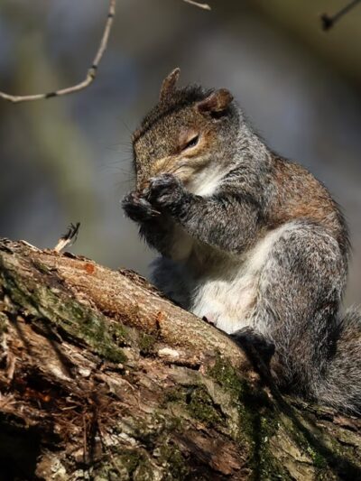 Robert E. Rodgers Memorial Park - Ellwood City, PA