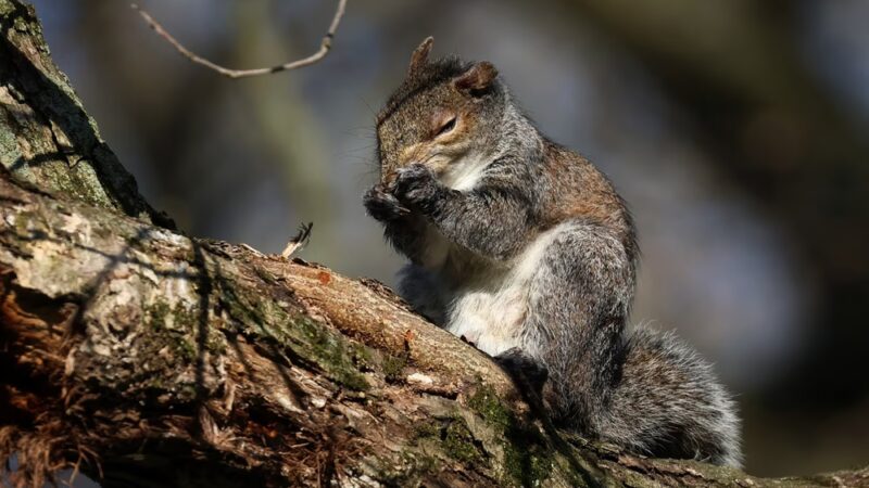 Robert E. Rodgers Memorial Park - Ellwood City, PA