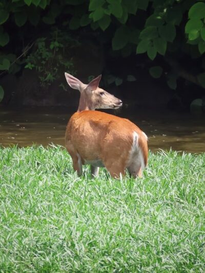 Robert E. Rodgers Memorial Park - Ellwood City, PA