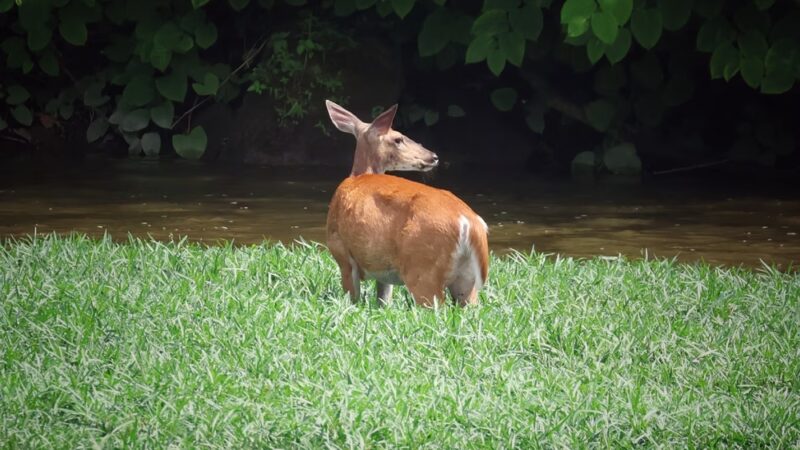 Robert E. Rodgers Memorial Park - Ellwood City, PA