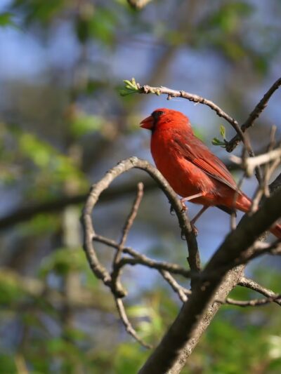 Robert E. Rodgers Memorial Park - Ellwood City, PA