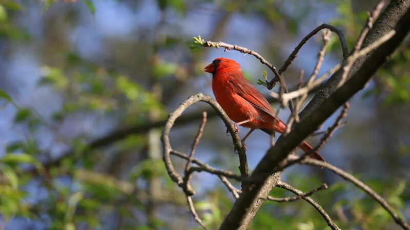 Robert E. Rodgers Memorial Park - Ellwood City, PA
