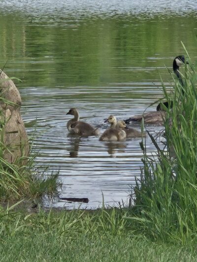 Sperr Memorial Park - Elmira Heights, NY