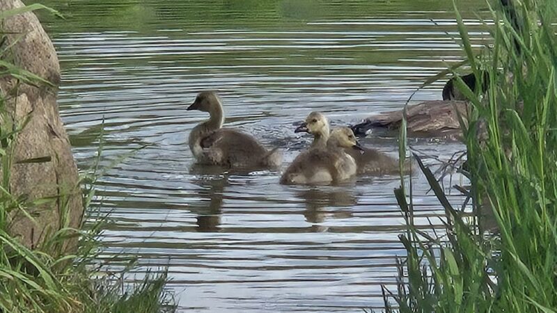 Sperr Memorial Park - Elmira Heights, NY
