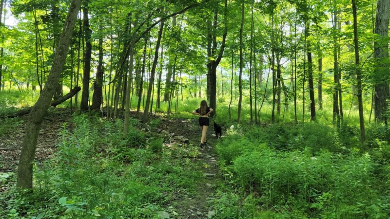 Personious Woods - Elmira, NY