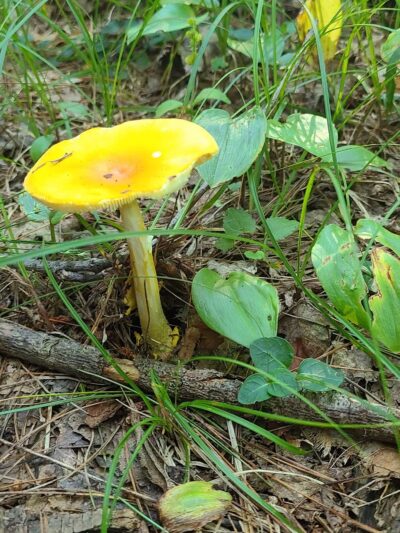 Personious Woods - Elmira, NY