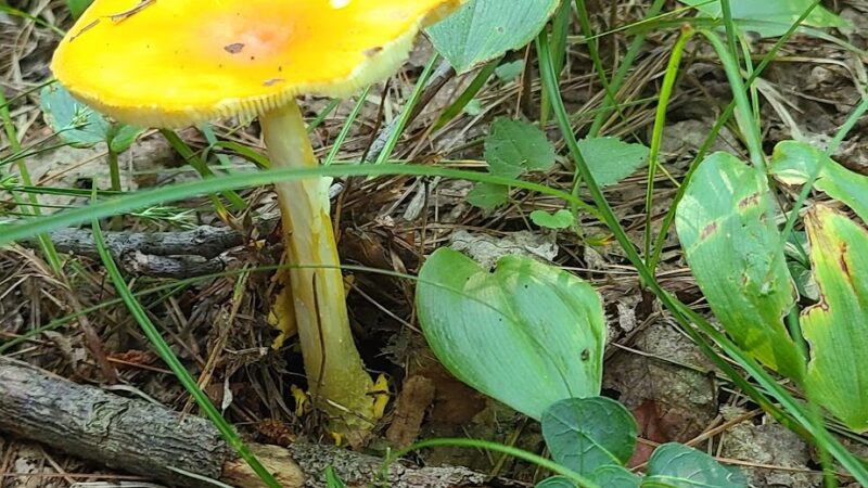 Personious Woods - Elmira, NY