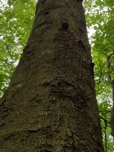 Personious Woods - Elmira, NY