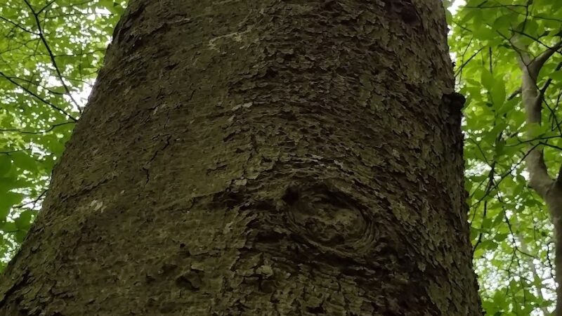 Personious Woods - Elmira, NY