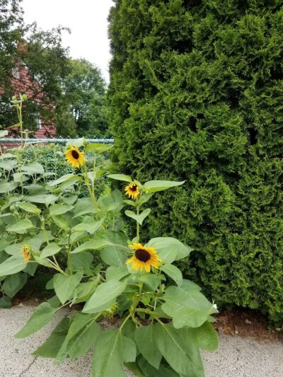 Deluca Park - Elmsford, NY