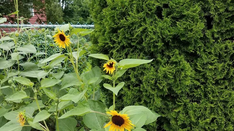 Deluca Park - Elmsford, NY