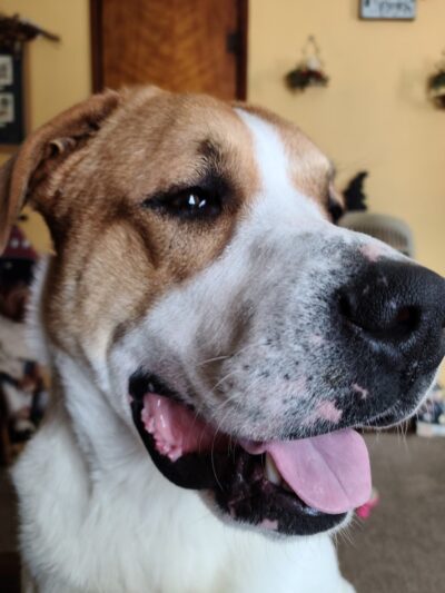 Elwood Animal Shelter - Elwood, IN