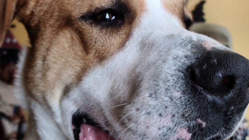 Elwood Animal Shelter - Elwood, IN