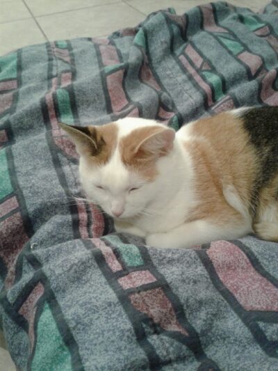 Elwood Animal Shelter - Elwood, IN